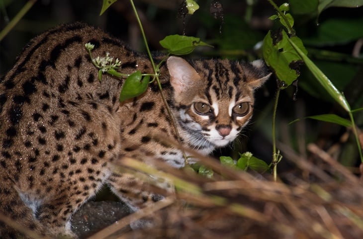 5 Types of wild cats in Borneo