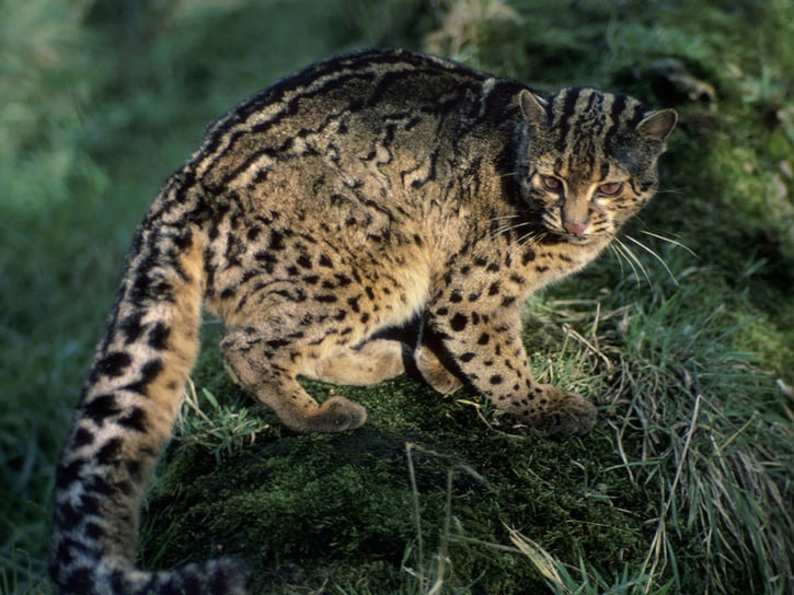 Leopard cat wild sales cats