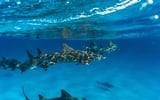 Thumbnail: Sharks in the Waters of Sabah