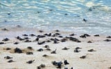 Thumbnail: 2D1N Sandakan - Selingan Turtle Island Escape