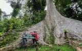 Thumbnail: 3D2N Tabin Wildlife Reserve Borneo Safari