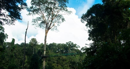 Wild Cats in Sabah