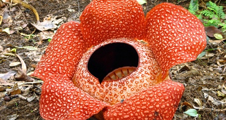 Tambunan Rafflesia Reserve Tour - SabahTravel