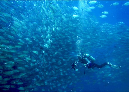 Mataking, Timba-Timba & Pom Pom Islands: Snorkeling & Diving Adventure