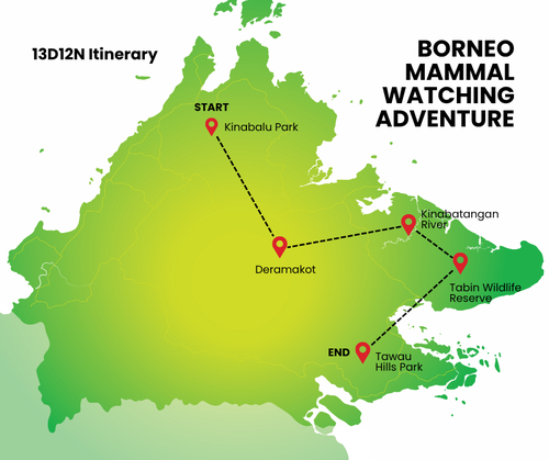 Borneo Mammal Watching Adventure with Wildlife Conservation NGO