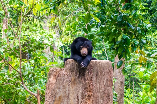 Sepilok Jazz 2026 Kinabatangan Wildlife Safari Tour