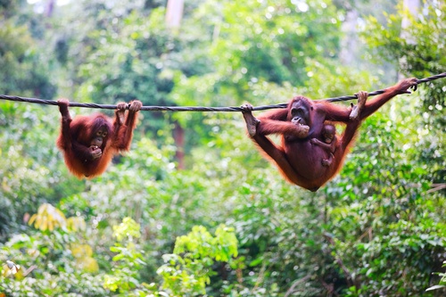 Sepilok Jazz 2026 Kinabatangan Wildlife Safari Tour