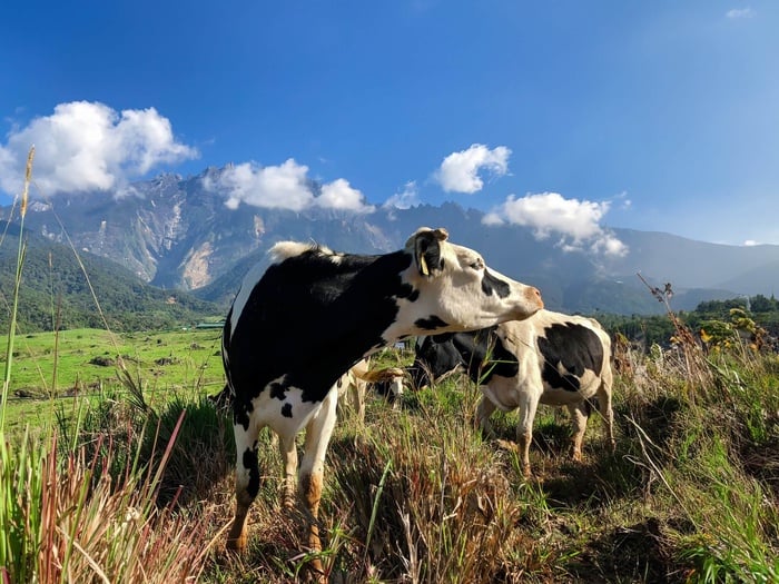 2D1N Kinabalu Park, Poring Canopy Walk & Desa Cow Farm Tour