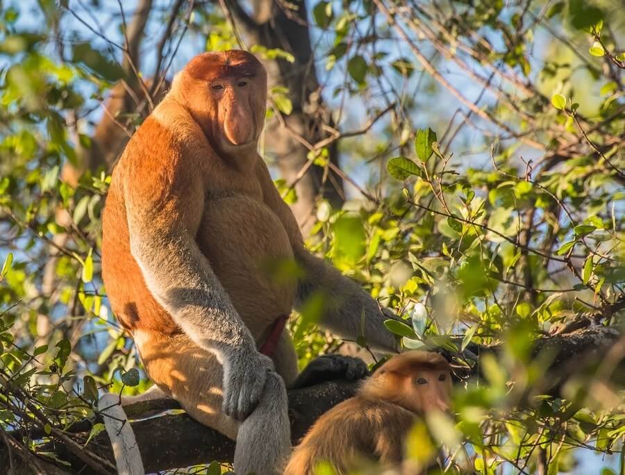 Hop into Kinabatangan River Cruise in search of Borneo's endemic wildlife such as the Proboscis Monkeys, rare Silver Langurs and the Pygmy Elephants.