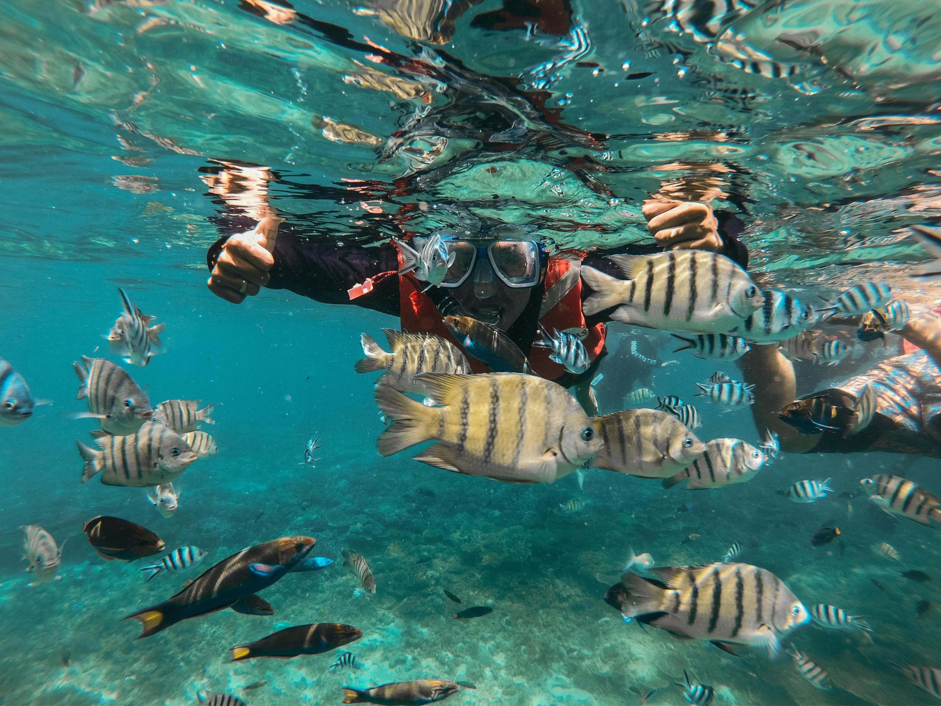 Snorkelling activity on Pandan Pandan Island filled with abundance of fishes.