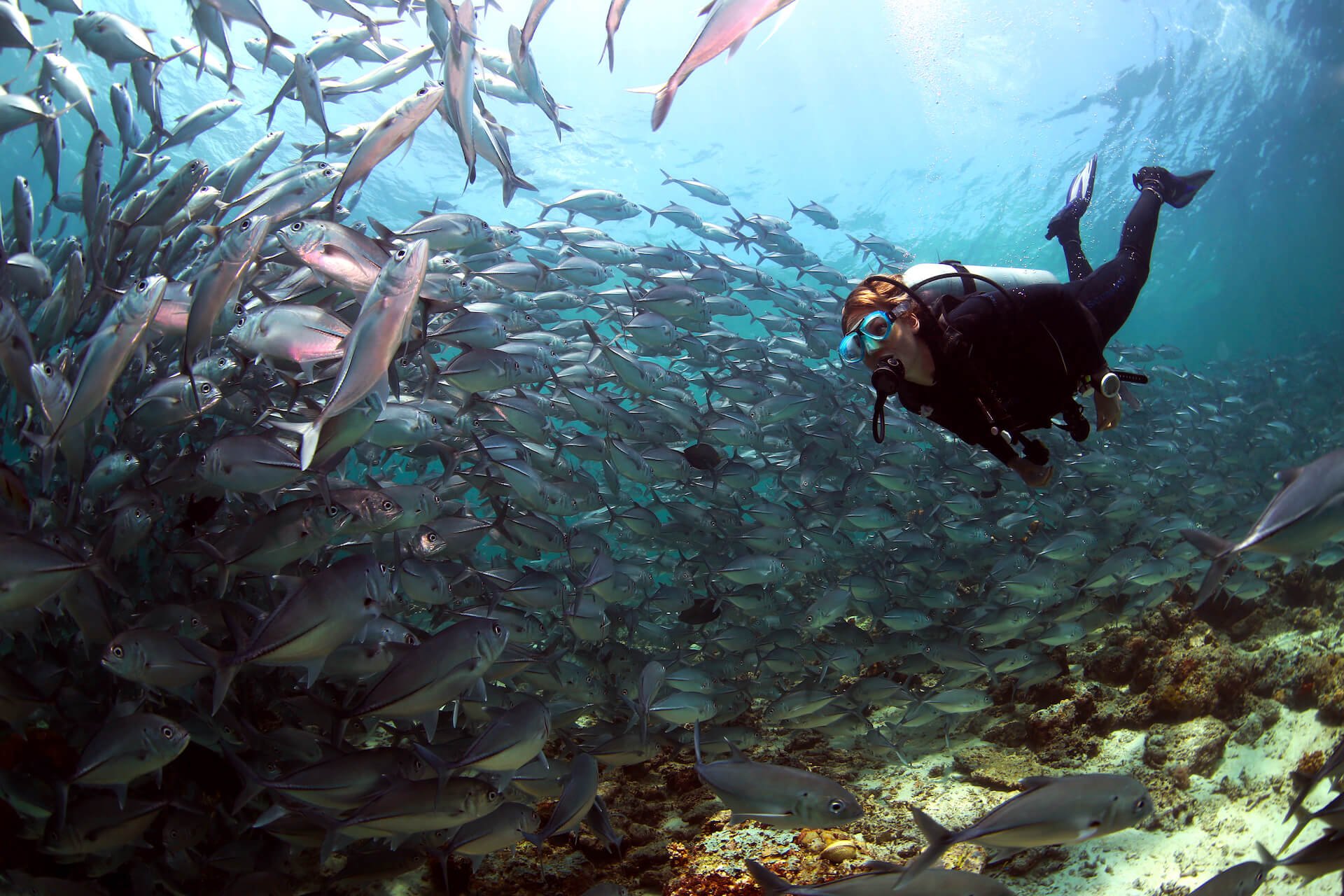 Mabul Island, a great alternative to Sipadan Island diving and perfect for macro diver, boasting a diverse marine life such as nudibranchs, ghost pipefish, and harlequin shrimp.