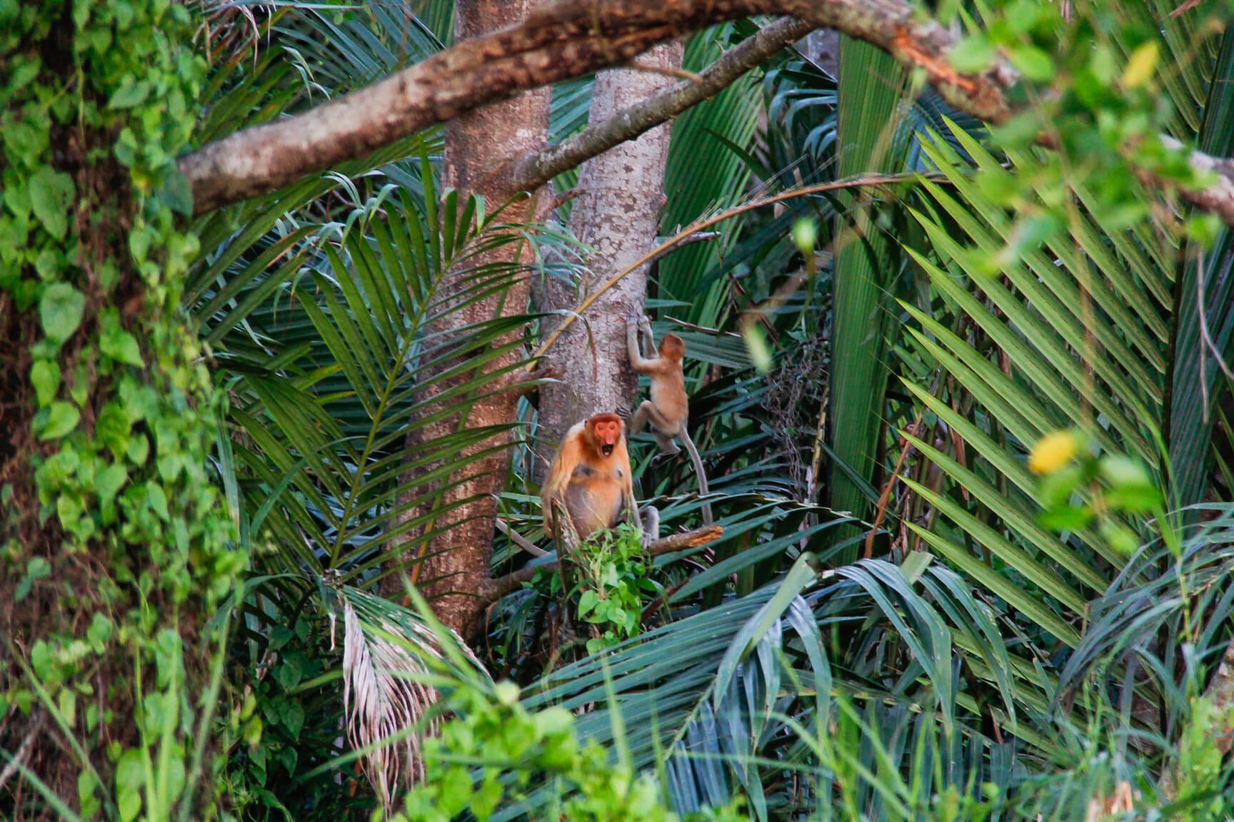 Make sure to peel your eyes open to spot these shy animals.