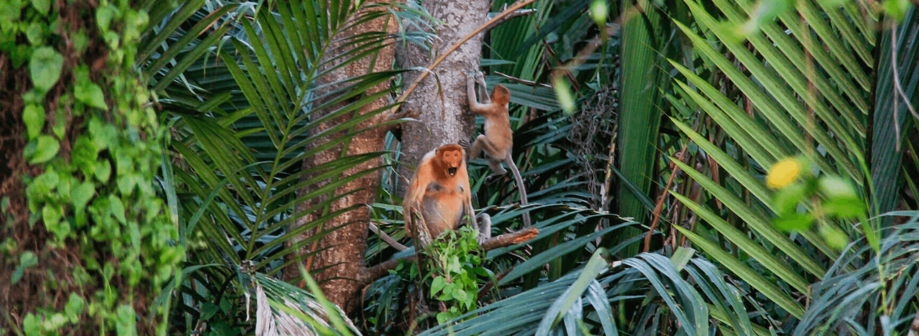 Proboscis Monkeys spotted at Klias river