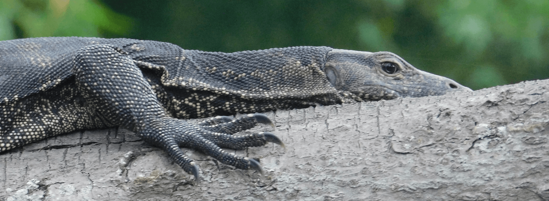 Monitor lizard at Kawa Kawa river