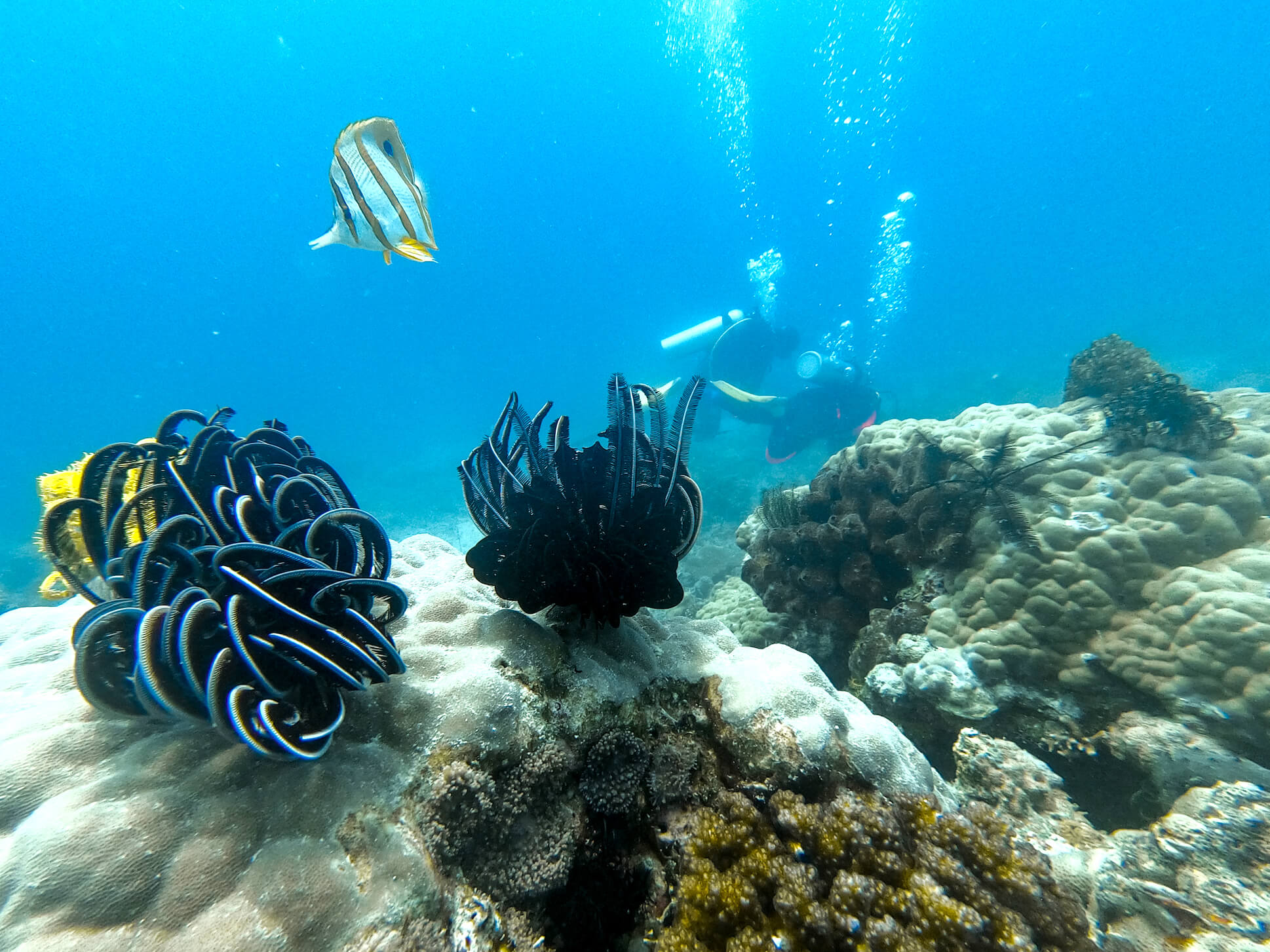 Dive into one of the world's best diving sites at Semporna islands.