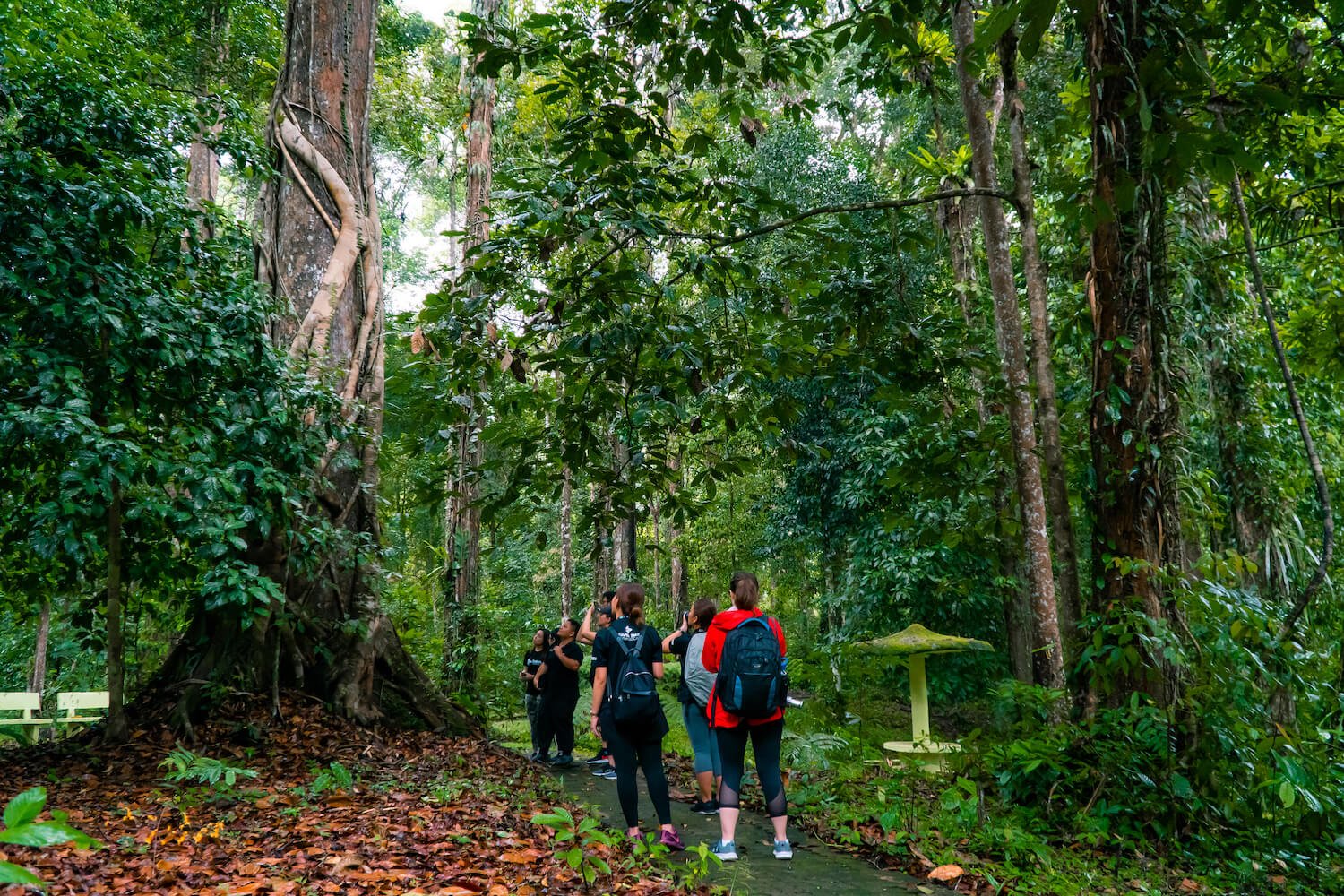 Tawau Hills Park morning trek activity to witness the World's tallest tropical tree at 96.9m 