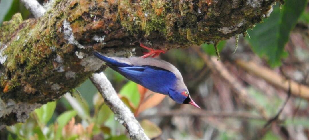Velvet-fronted Nuthatch spotted in the oldest rainforest of Borneo