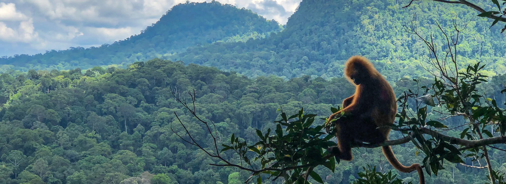 Maroon Leaf Monkey resting on a tree branch overlooking the breathtaking view of Danum Valley