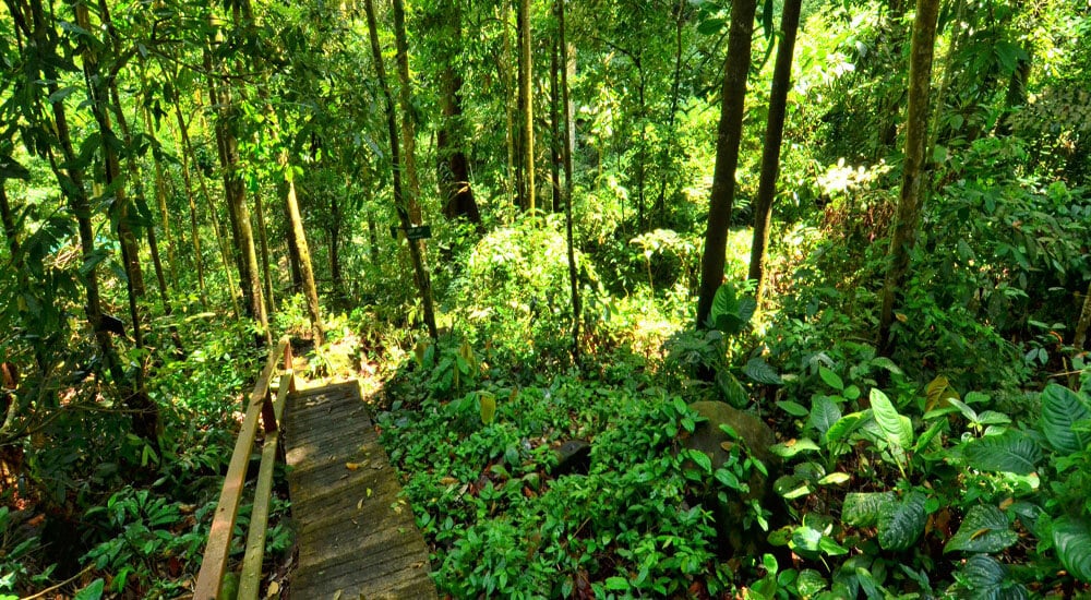 An untouched forest of Tawau's Gemok Hill perfect for fitness junkies and enthusiast trekkers due to its varied terrain.