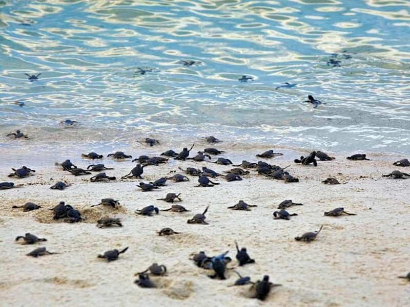 Witness the magical moment of turtle babies being released back into the sea.