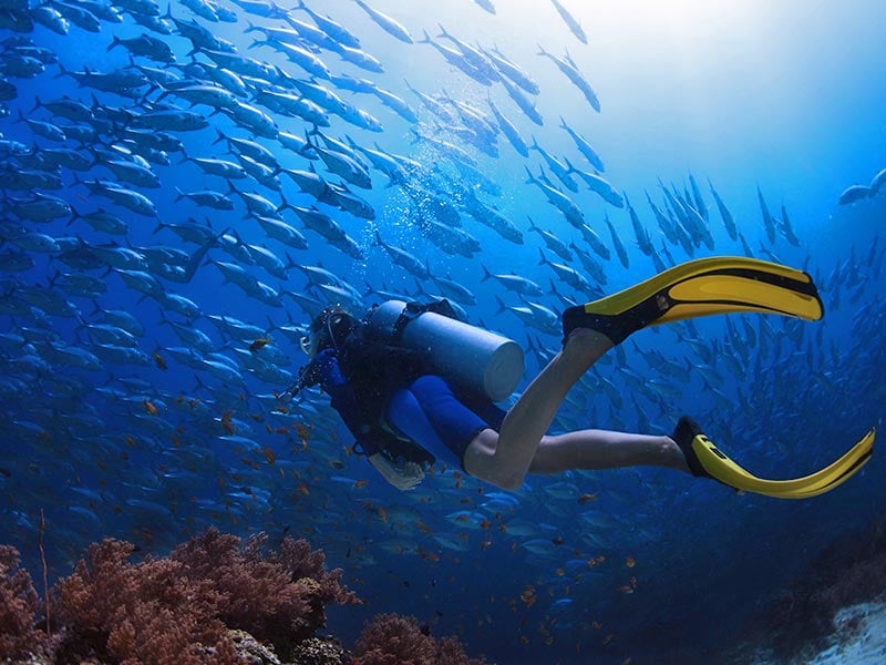Sipadan Island, a diver's paradise, where you will be greeted by the majestic sight of corals growing atop an extinct volcano at 600m above the seabed.